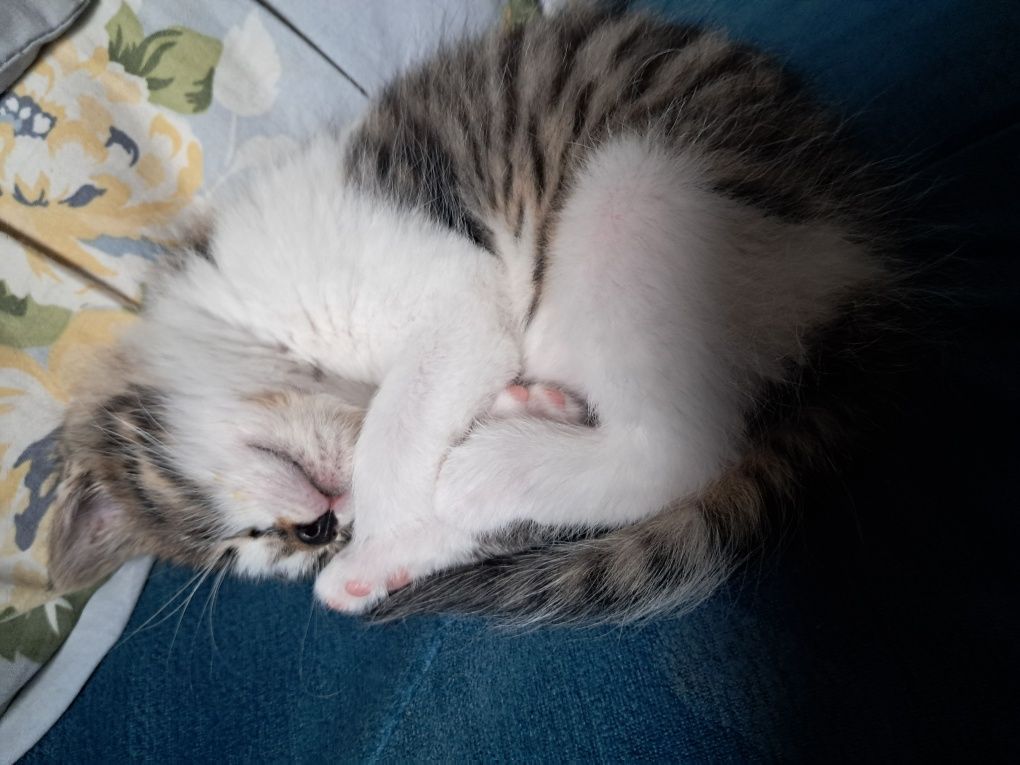 Oddam kocurka w dobre ręce.