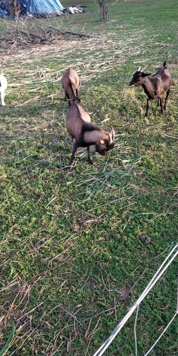 Cabras Anãs fêmea e machos