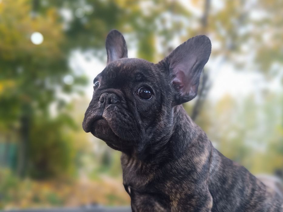 Buldog francuski suczka ZKwP