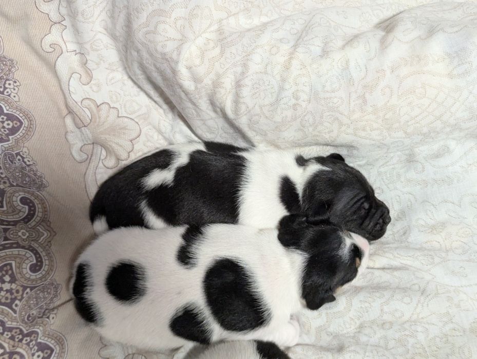 Цуценята Джек Рассел 3-х кольорові