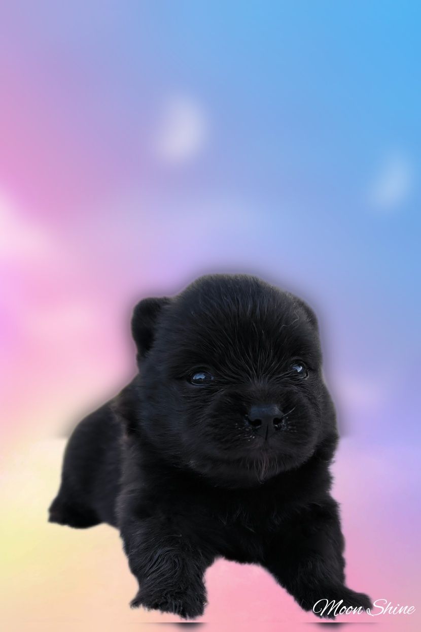 Śliczny piesek czarny szpic miniaturowy pomeranian