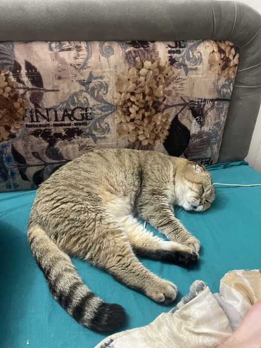 Передержка животных/Перетримка тварин /Готель для тварин /Вигул