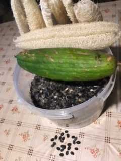 Sementes de Luffa (Esponja vegetal)