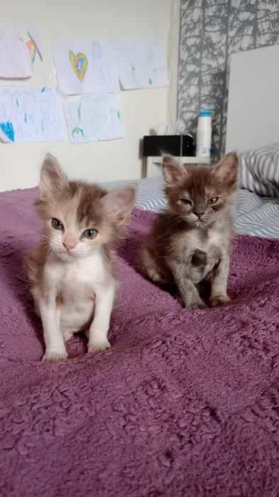 Котики кошеня кіт