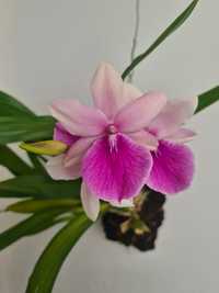 Miltonia regnellii - Planta Montada