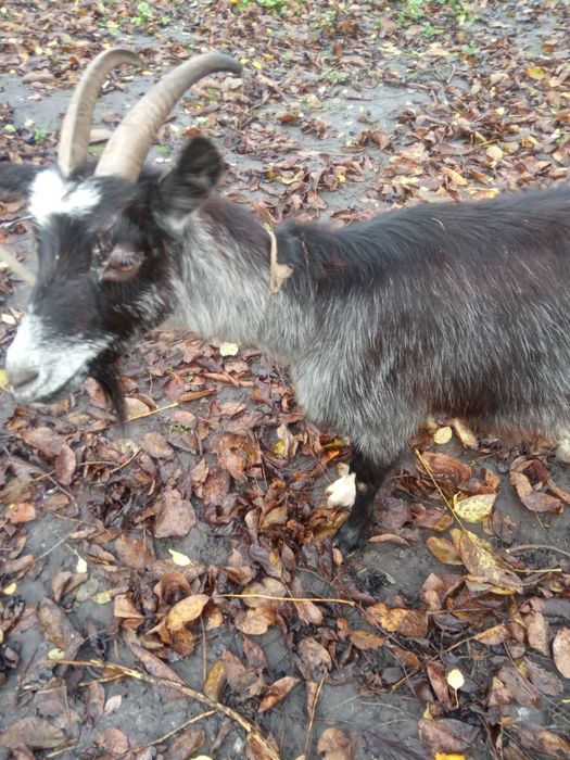 Продам процентну альпійську кізочку.