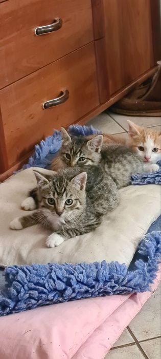 Oddam za darmo kotki