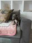 Pitbull blue piesek