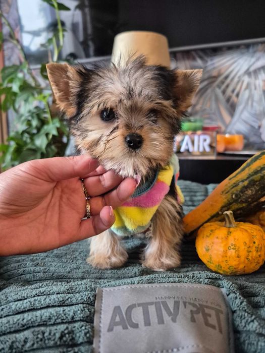 Sunia Yorkshire Terrier miniaturka XXS