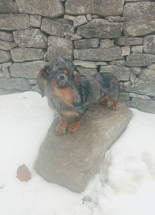 Шикарний кролячий мраморний таксик.