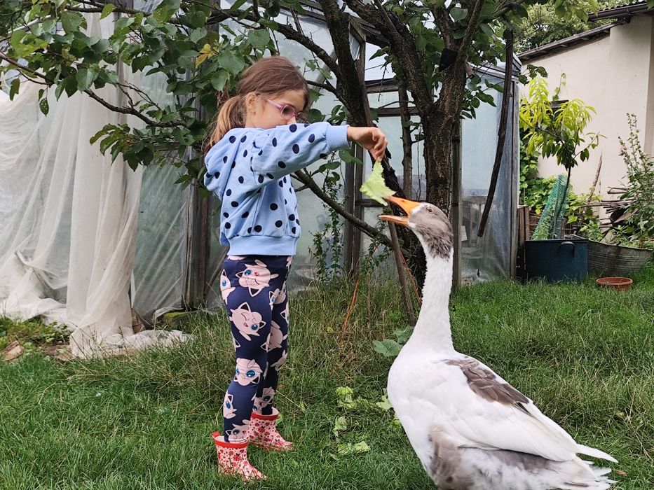 Sprzedam piękne Gęsi Kartuskie