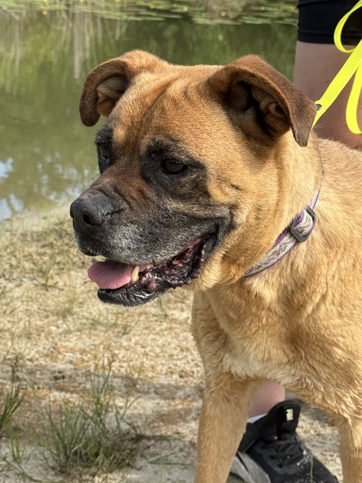 Bokser- piekna suczka Bunia do adopcji!