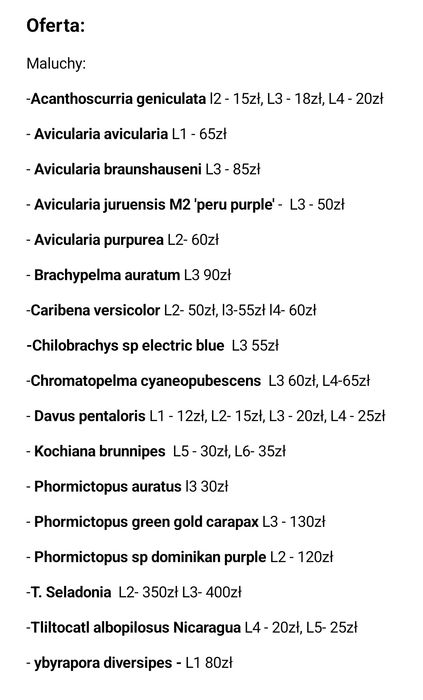 Ptasznik puchaty SAMICA 3,5dc