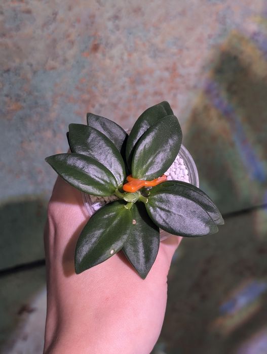 Hoya hoja Pachyclada snow lotus perełka