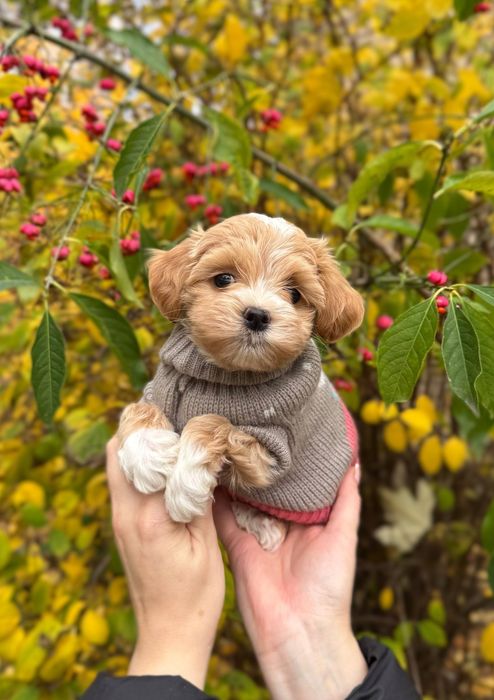 Условий хлопчик Мальтипу