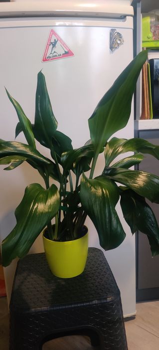 Продам вазон Еухаріс