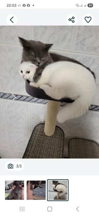 Menino scottish straigth azul