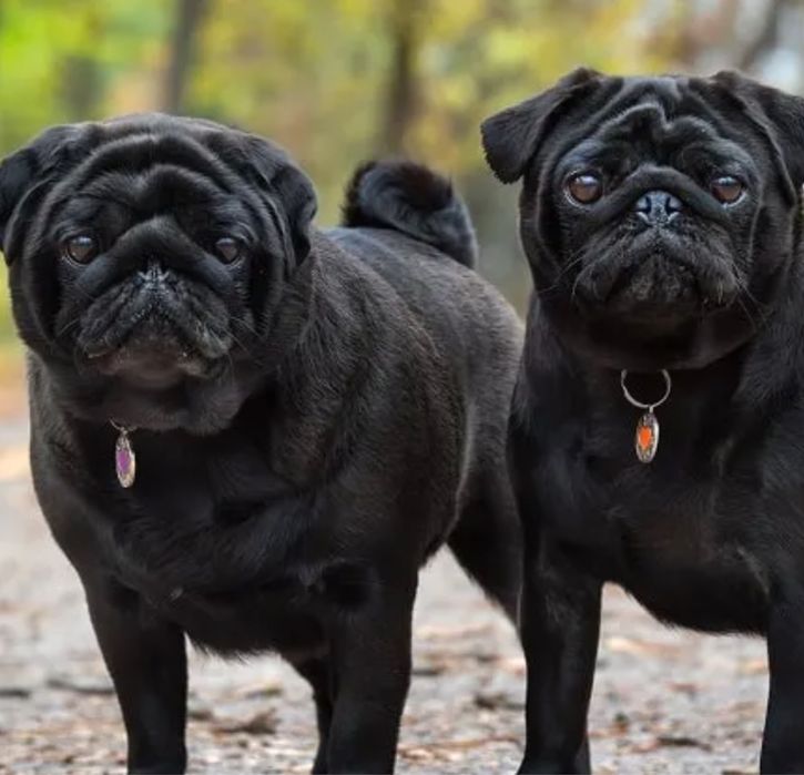 Продам 2 хлопчика мопс