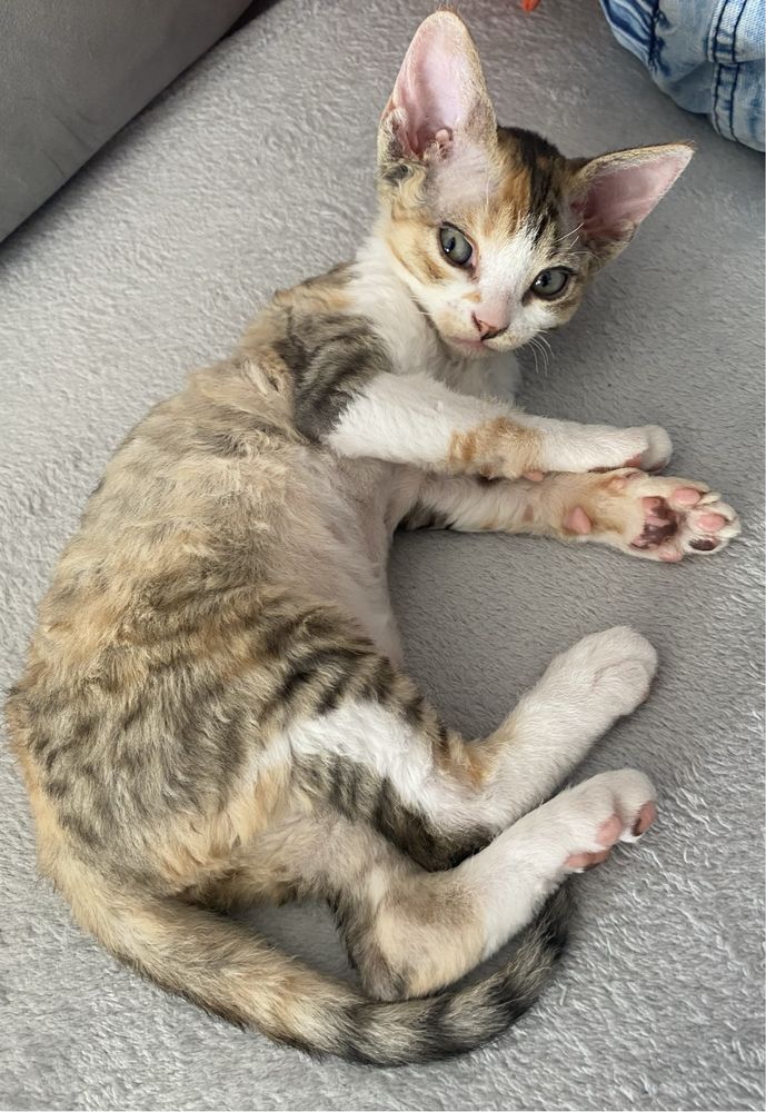 Koteczka Devon Rex