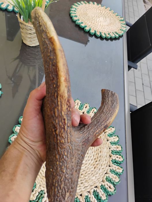 Mienic poroże jelenia wieszak