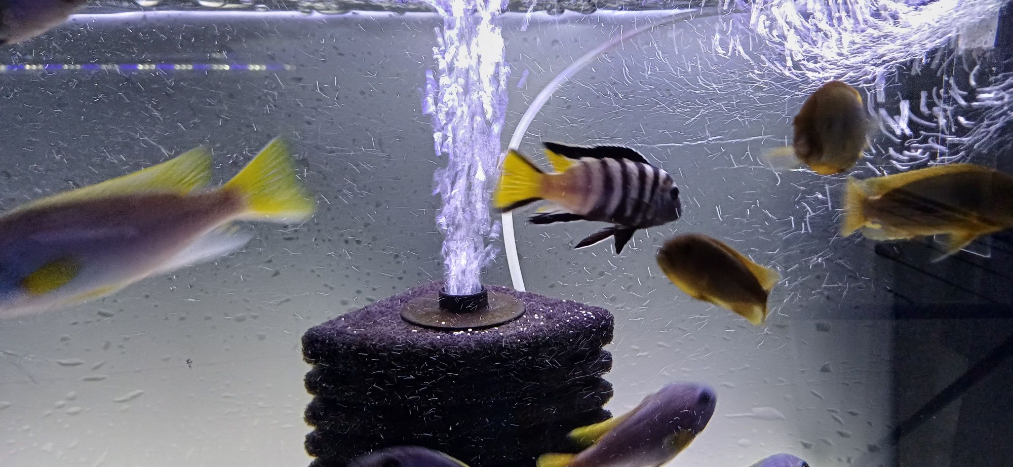 sprzedam pyszczaki Pseudotropheus elongatus Mphanga 1+2(samiec+2samice