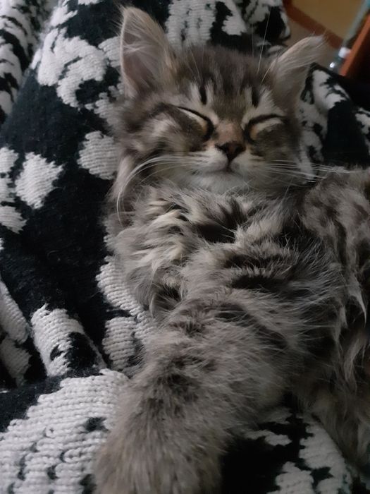 Кошенята у добрі руки