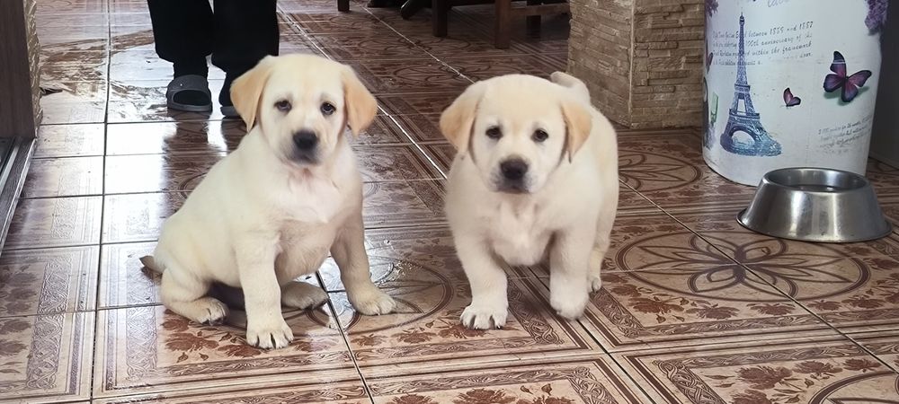 Элитные щенки Питомника Лабрадор Ретривер Документы ЧИП Паспорт Достав