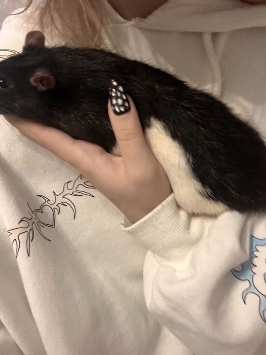 Oddam szczyrki ( w kolorze krówki )