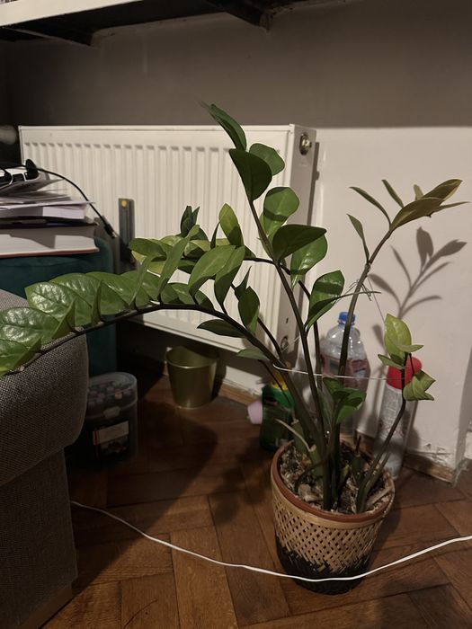 REZERWACJA Kwiatek Zamiokulkas oddam za darmo