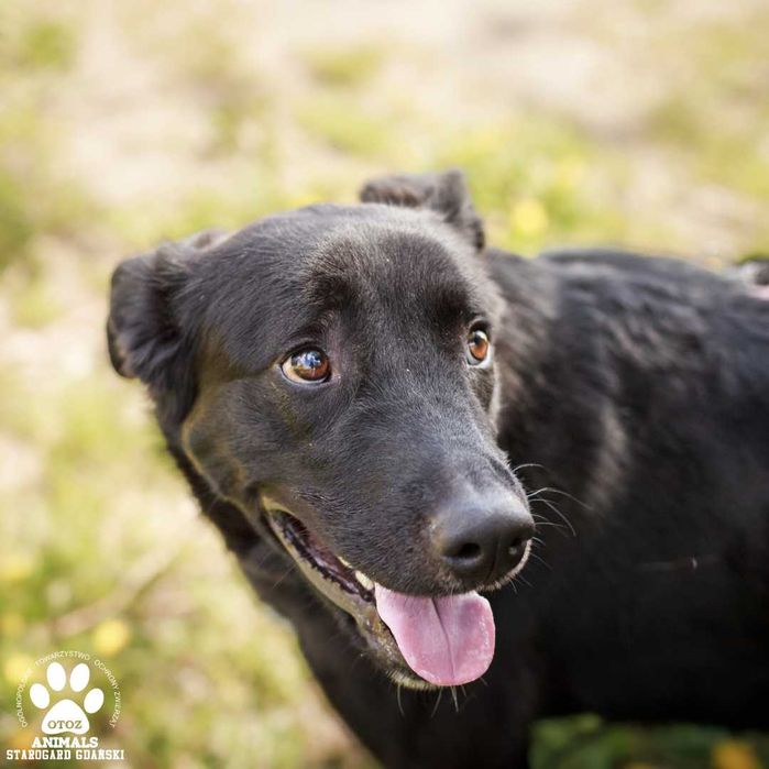 Pokochaj wspaniałego psa Księciunia!