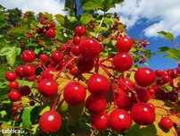 Viburnum opulus. Kalina koralowa. Duże sadzonki kaliny 12 letnie.