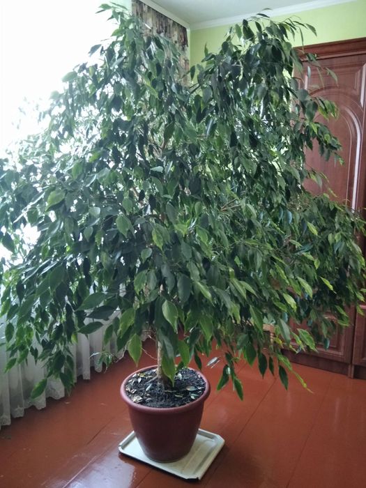 Фікус Бенджаміна (зелений)