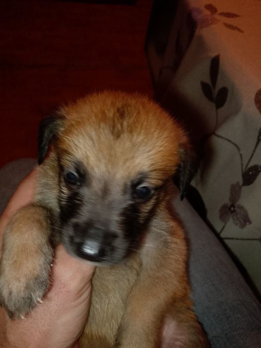 Oddam szczeniaki za darmo