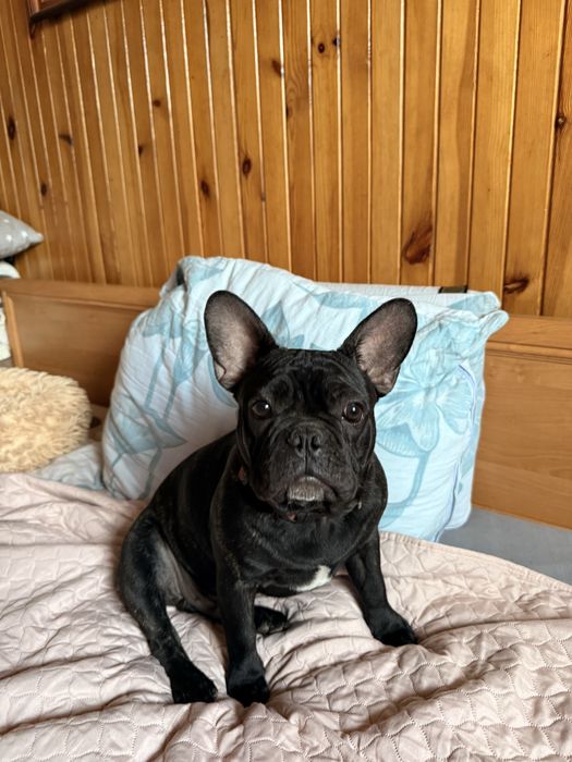 Buldog francuski
