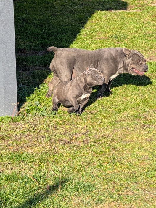 American bully suczka blue
