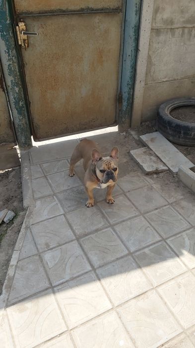 Французський бульдог вʼязка