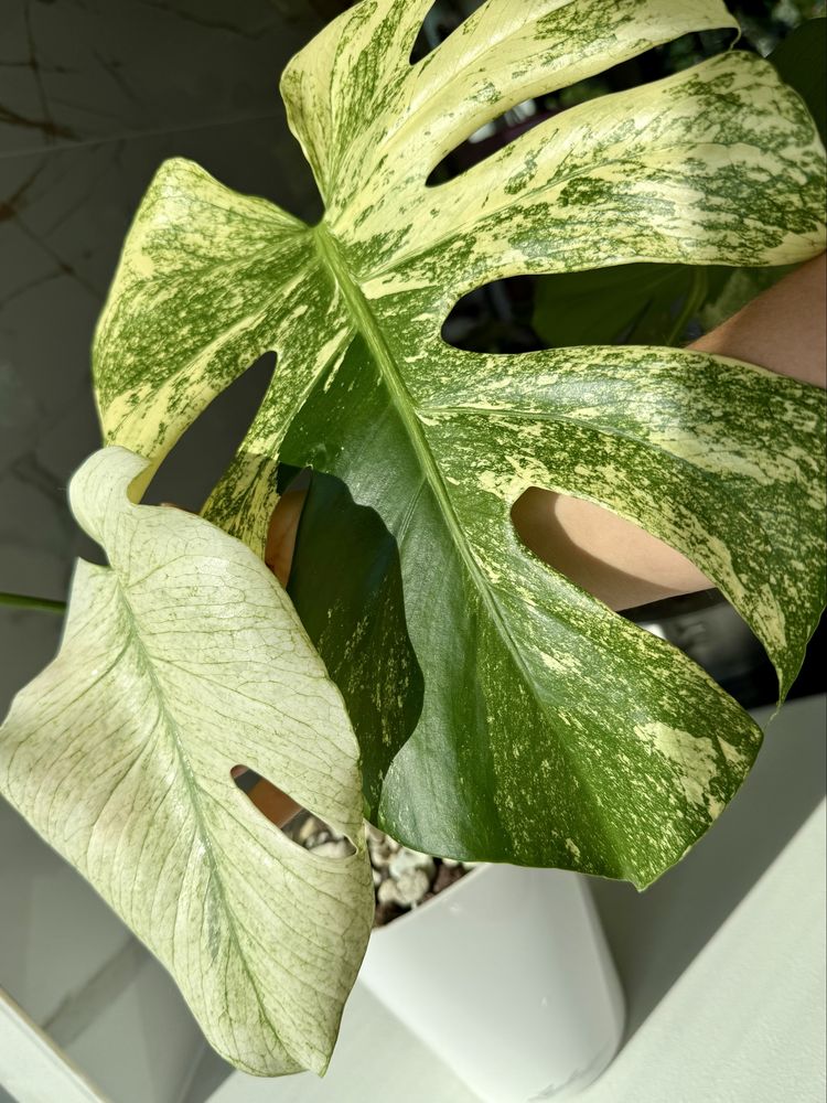 Monstera  Mint szczyt 3 liscie