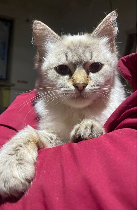 Нейморівно гарна кішечка шукає сімʼю!!!