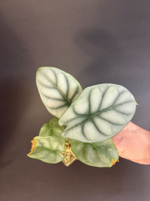 Alokazja - nadwyżki - gęsto!