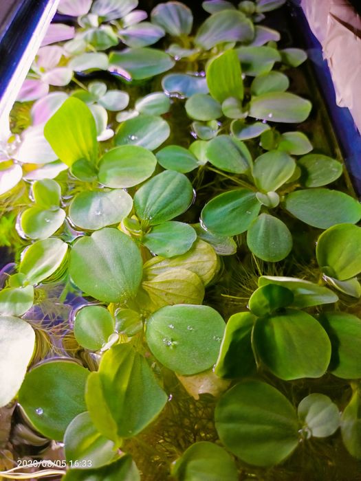 Różne skałki z roslinami - 15 sztuk + pistia