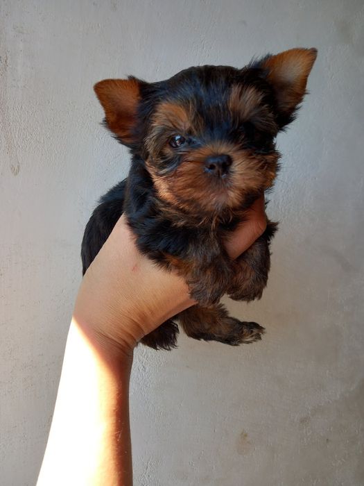 Шикарная мини малышня