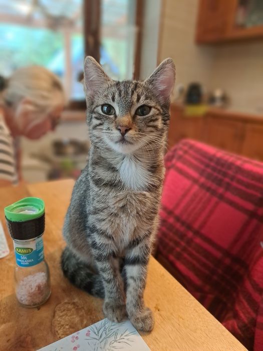 Pyza- bura, mała 5- miesięczna kotka do adopcji