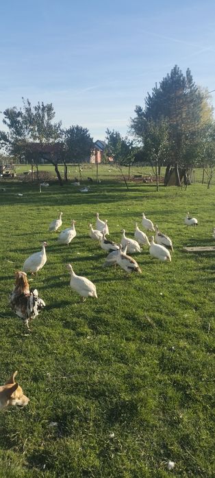 Perliczki tegoroczne