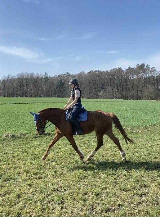 Wałach  kasztanowaty SF