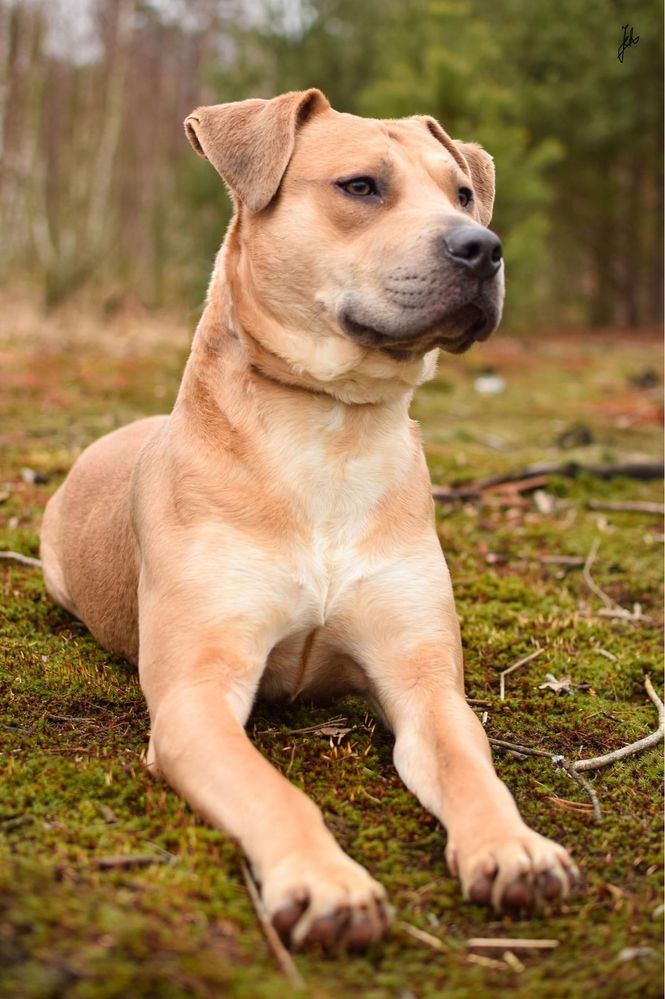 Piękny biszkoptowy pies w typie rasy amstaff do świadomej adopcji