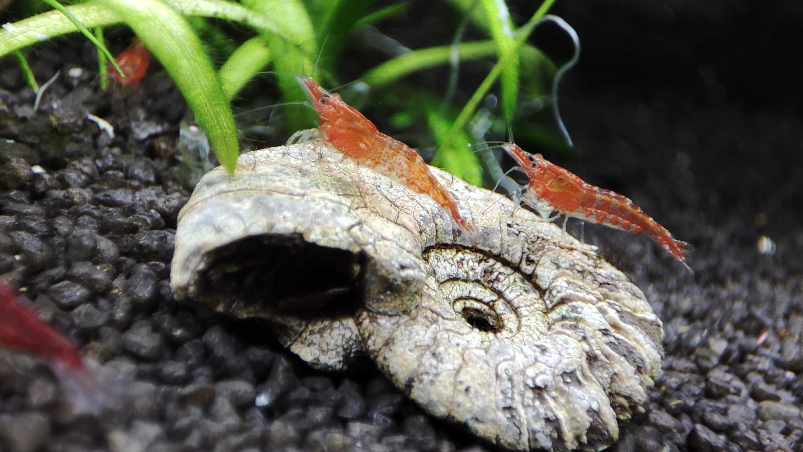 Krewetki Sakura Red (Neocaridina)