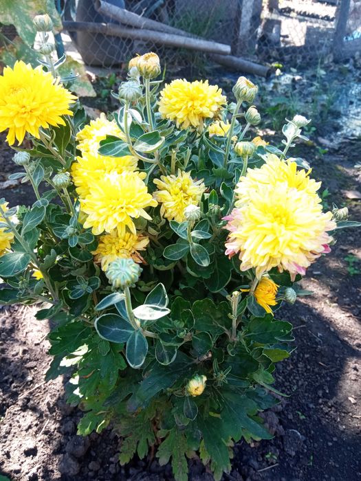 Квіти хризантеми дубки,королева осінні