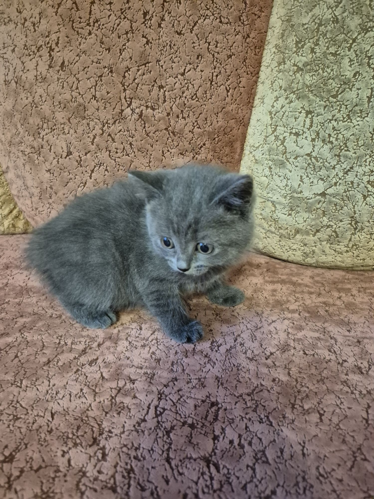 Котенята Шотландці