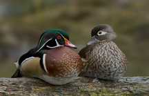 Casal patos Carolina