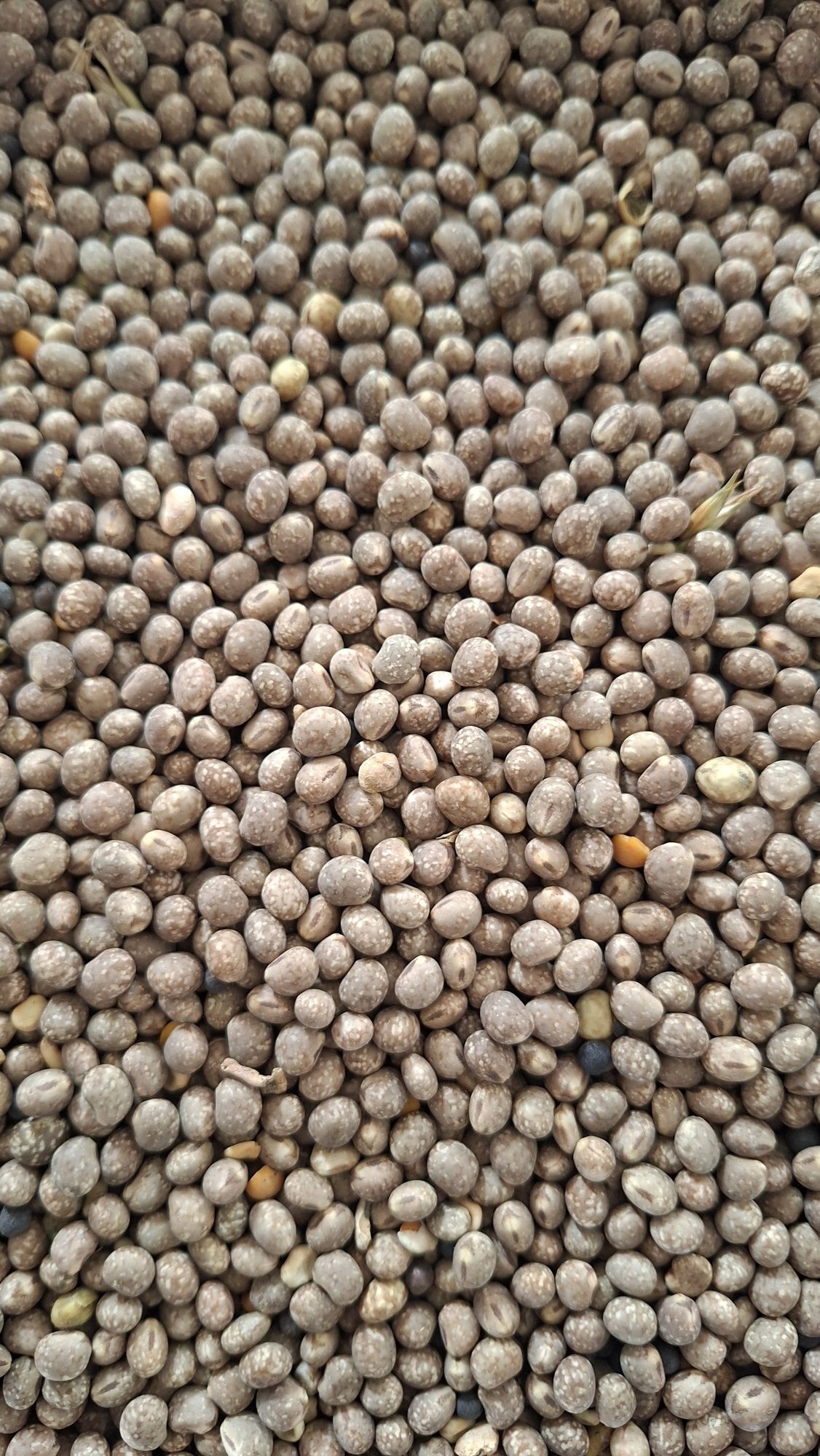 Rzodkiew oleista gorczyca gryka łubin groch facelia słonecznik sorgo